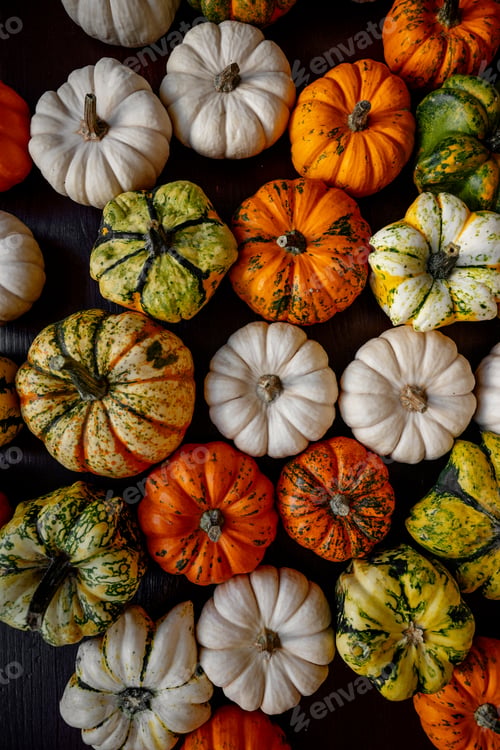 Preview: Assorted mini Baby Boo pumpkins and gourds creating autumn flatlay background