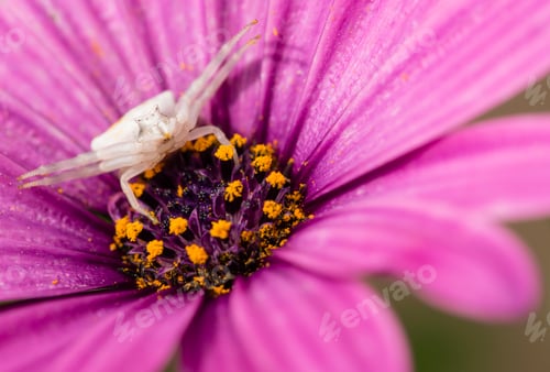 Preview: Crab spider hunting for insects.