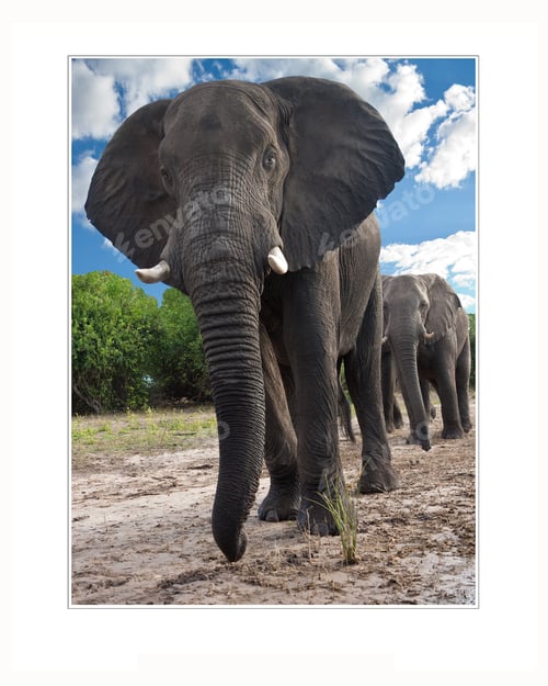 Preview: African Elephants - Zimbabwe