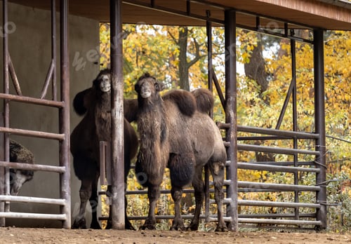 Preview: Image Shows Bactrian Camel