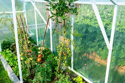 Preview: Backyard greenhouse made of foil standing on the grass behind the house, visible young tomato