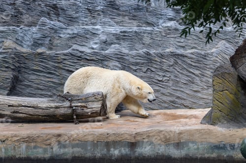 Preview: Polar bear in a zoo