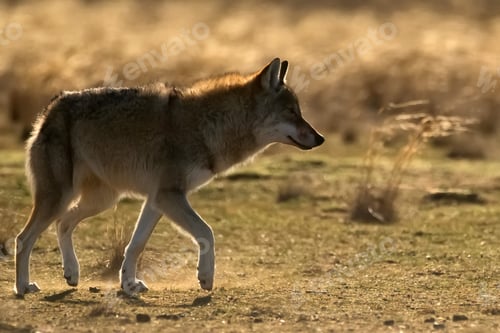 Preview: Eurasian wolf or Canis lupus lupus walks in steppe