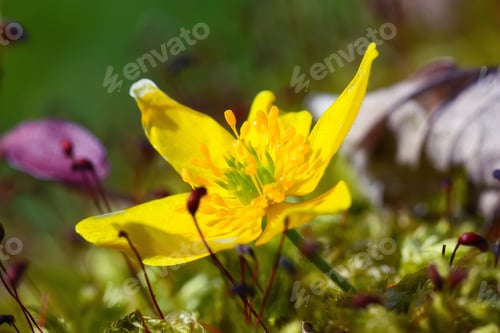 Preview: Lesser celandine