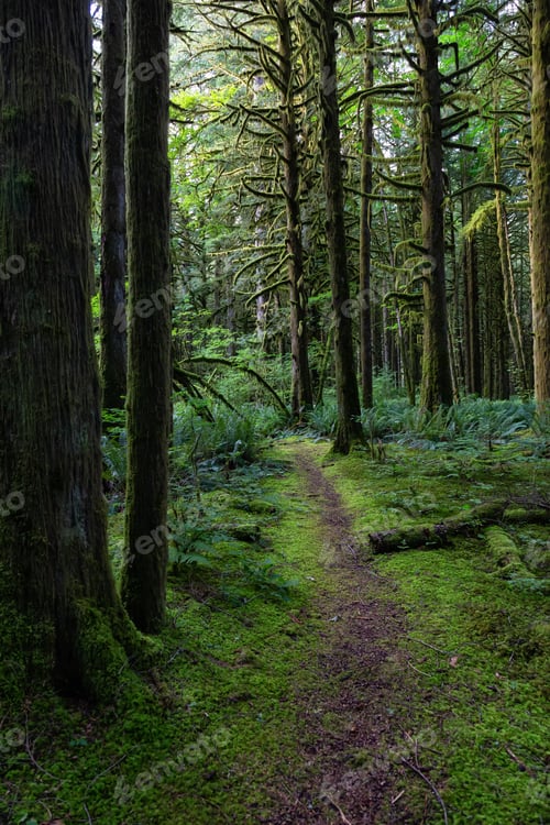 Preview: Green trees coved in moss during a vibrant summer day