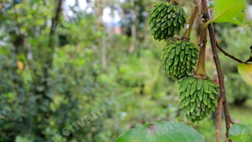Preview: Green conde fruits