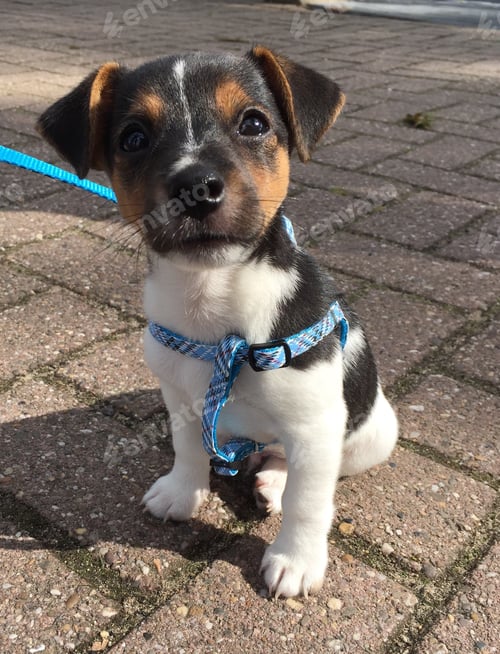 Preview: New born puppy