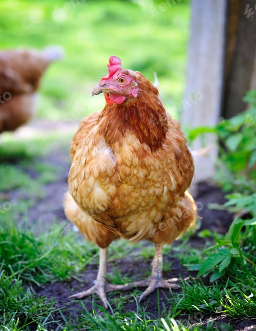 Preview: Cute young hen on a green grass