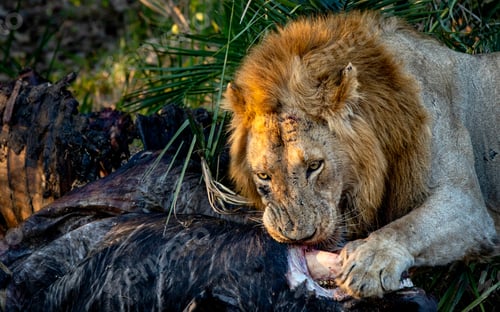 Preview: Male lion, Panthera leo, feeding on a kill.