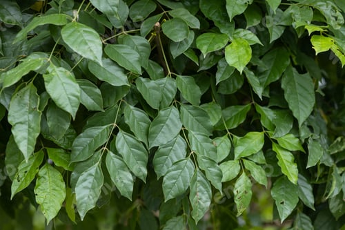 Preview: Close-Up of Lush Green Tree Leaves Outdoors
