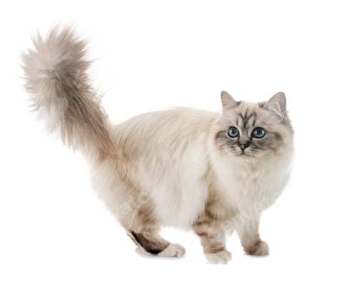 Preview: birman kitten in studio