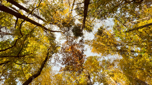 Preview: Bottom view of tall trees and sun in the forest at summer. Banner