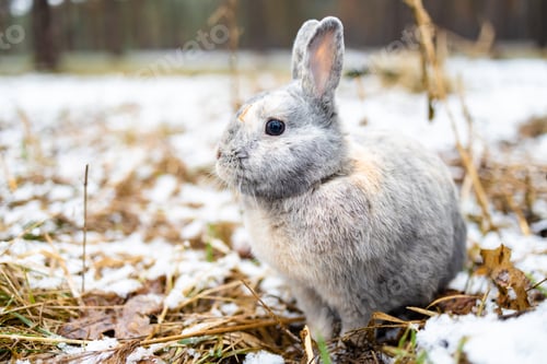 Preview: small brown bunny on the snow in winter forest.