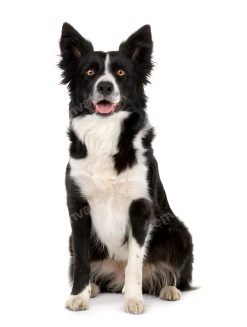 Preview: Border Collie ()