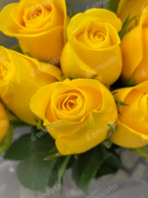 Preview: Roses