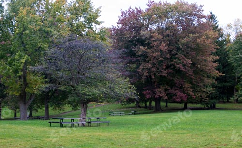 Preview: Benches in a park under trees provide shade for relaxation and refreshment.