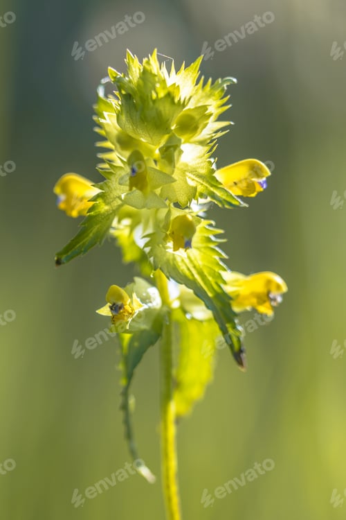 Preview: Greater Yellow rattle