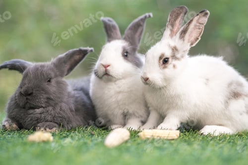 Preview: bunny Easter fluffy baby rabbit or new born rabbit.