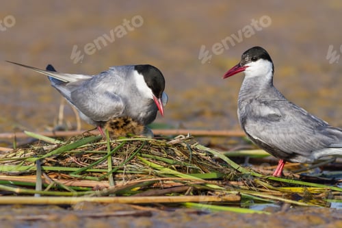 Preview: common tern (sterna hirundo)