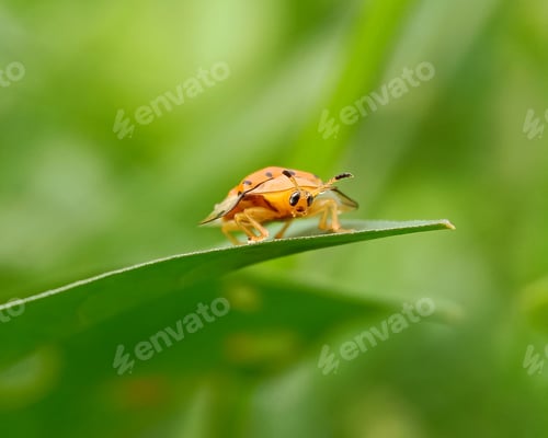 Preview: Little Bug