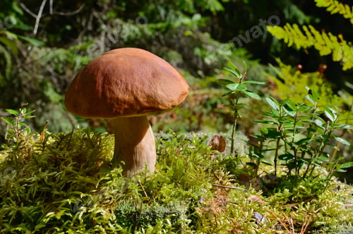 Preview: Mushroom in forest