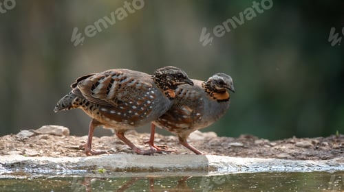 Preview: Partridge birds