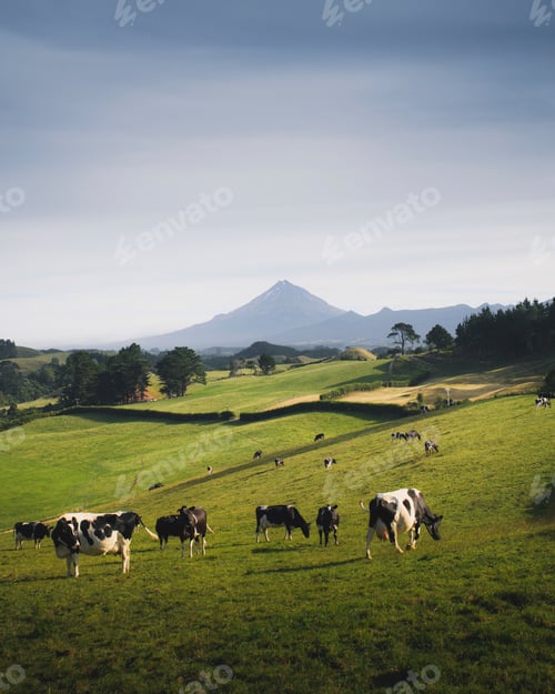 Preview: A herd of black and white cows on a grassland
