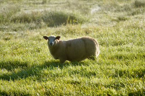 Preview: Sheep standing in a lush green field under morning sunlight