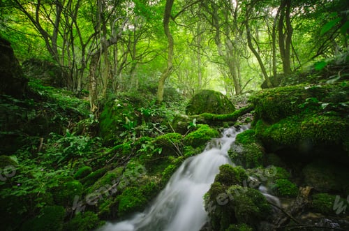 Preview: Wild green forest with waterfall