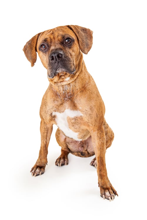 Preview: Curious Large Mixed Breed Dog Sitting