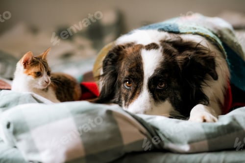 Preview: cute little cat and dog in bed at home