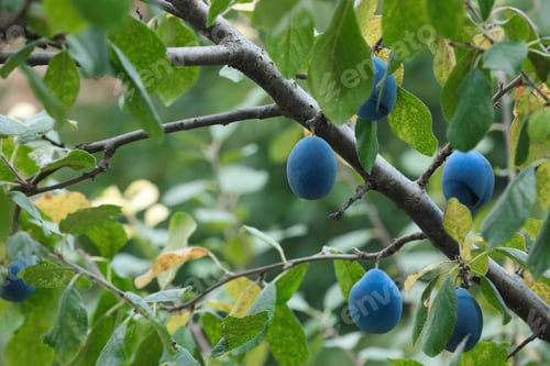 Preview: Ripe plums growing on tree in garden