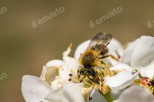 Preview: a bee pollinating white apple blossoms. macro shots