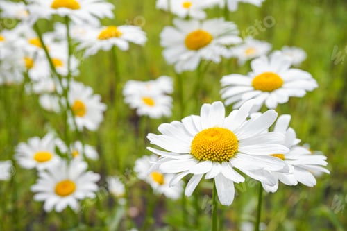 Preview: Wild blooming chamomile flowers growing on meadow, lawn, white camomiles, daisy on grass background