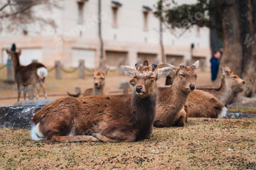 Preview: Group of japanese brown deer resting in the garden at Nara Park