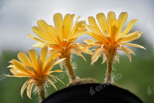 Preview: Little cactus on small pot, plant for decoration, soft focus.