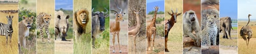 Preview: Collage of african wildlife animal