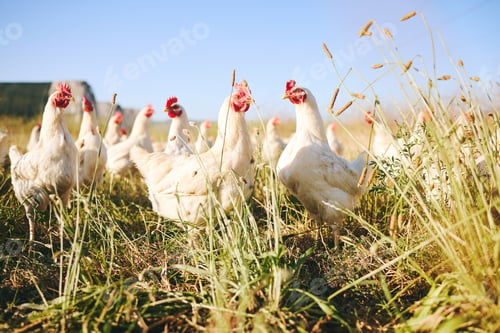 Preview: Nature, field and chicken farm with blue sky in green countryside, free range agriculture and sunsh