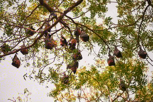 Preview: Mysterious bats covered their wings and hunkered down on branches of tree during daylight hours