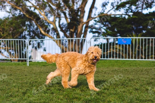 Preview: Doodle in the Park