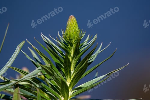 Preview: Vibrant Echium wildpretii plant in full bloom, with its vibrant flowers and tall, slender stalks