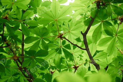 Preview: selective focus of beautiful chestnut tree with bright green leaves