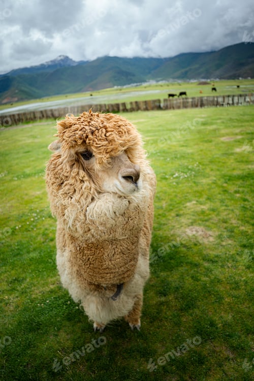 Preview: Close up alpaca in a grass field on a farm