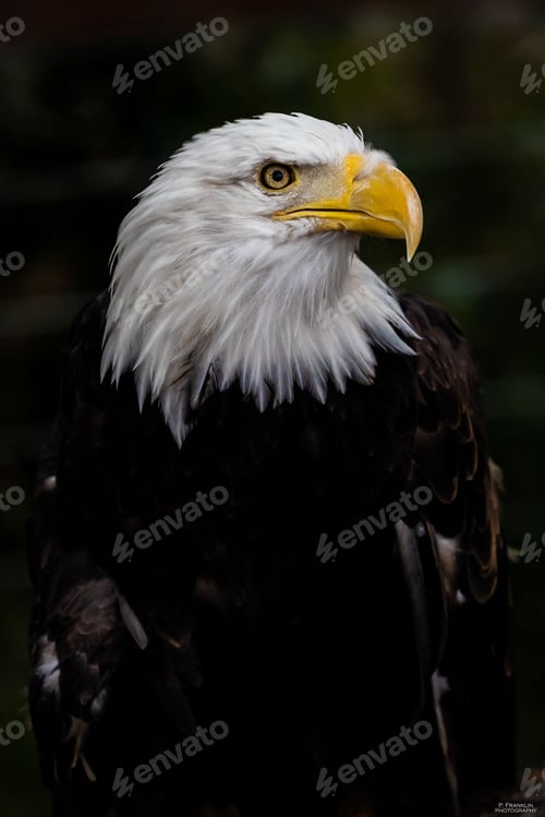 Preview: Close-up portrait of a majestic bald eagle.