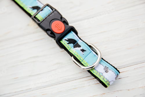 Preview: Dog Collar and Leash set. Pet Supplies and Walking Gear Collection