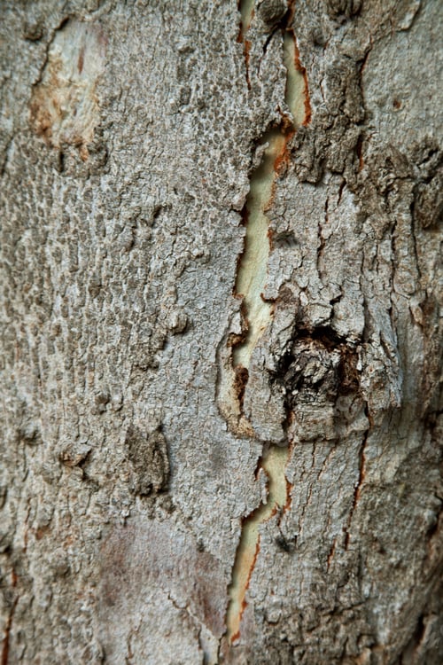 Preview: old tree texture