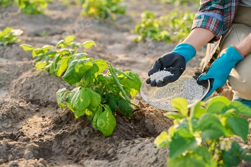 Preview: Close up of mineral fertilizers in hands, fertilizing beans legumes plant