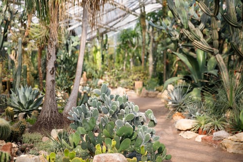 Aperçu: Greenhouse / glasshouse with various cacti