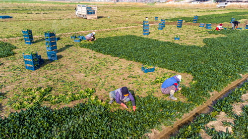 Preview: Seyrek - Foca - Izmir - Turkey, January 25, 2023, Seasonal workers working in a spinach field.