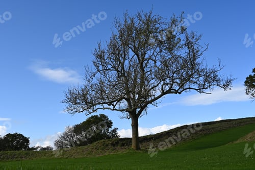 Preview: a tree in a field with grass in front of it